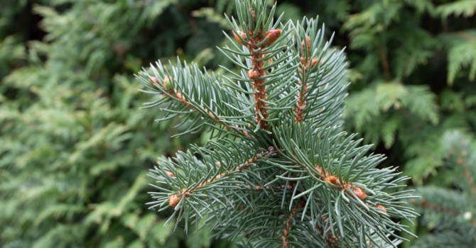 Medical Acupuncture & Chiropractic